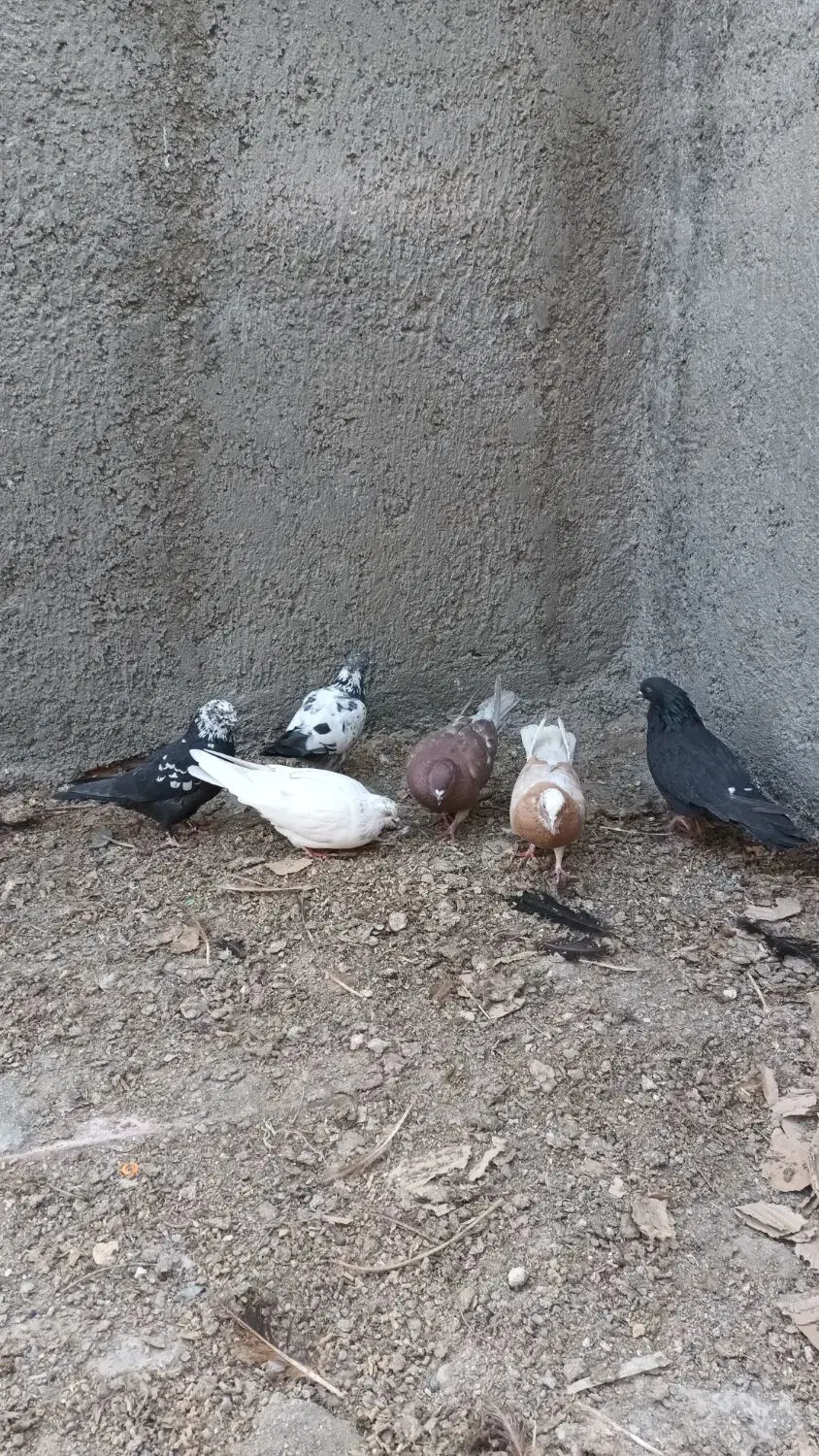 کبوتر|پرنده|ارومیه, |دیوار