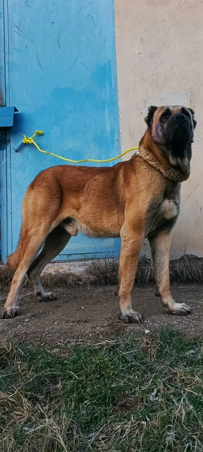 سگ سرابی ۳سال نیم چهارستون بدن سالم|سگ|اردبیل, |دیوار