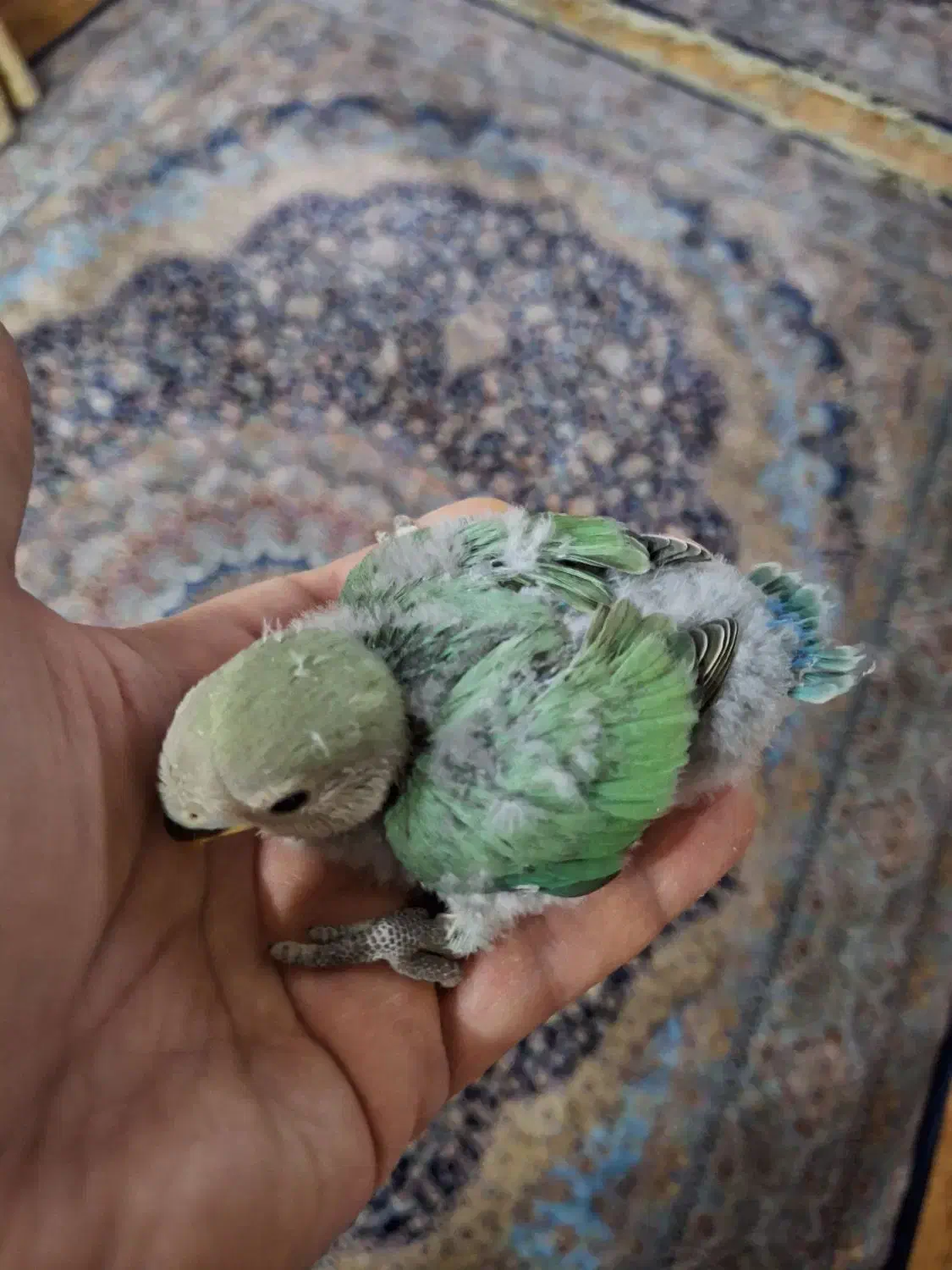 جوجه سرلاکی طوطی برزیلی|پرنده|تهران, تهرانپارس جنوبی|دیوار