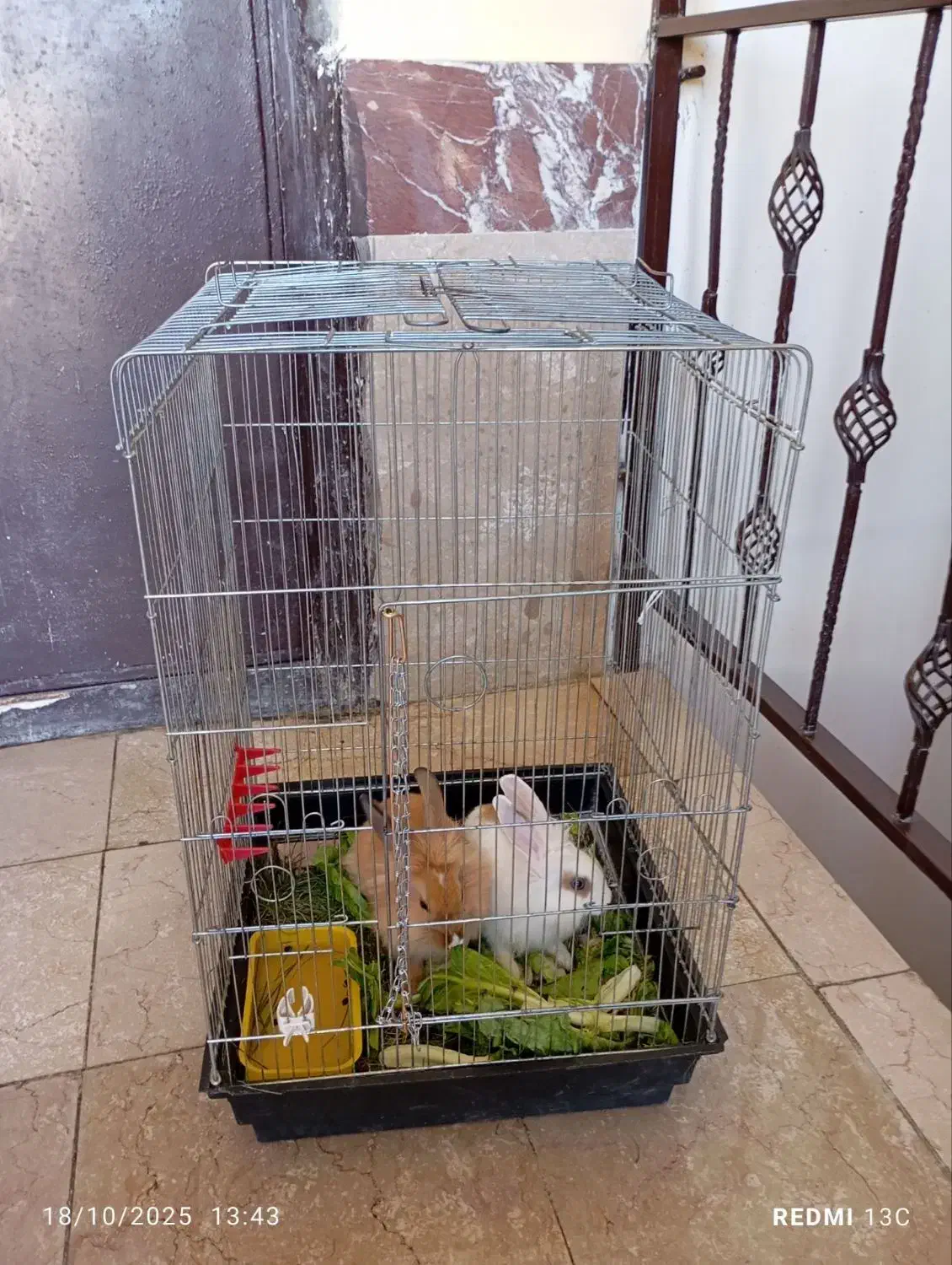 دوتا خرگوش نروماده باقفس|موش و خرگوش|سنندج, |دیوار