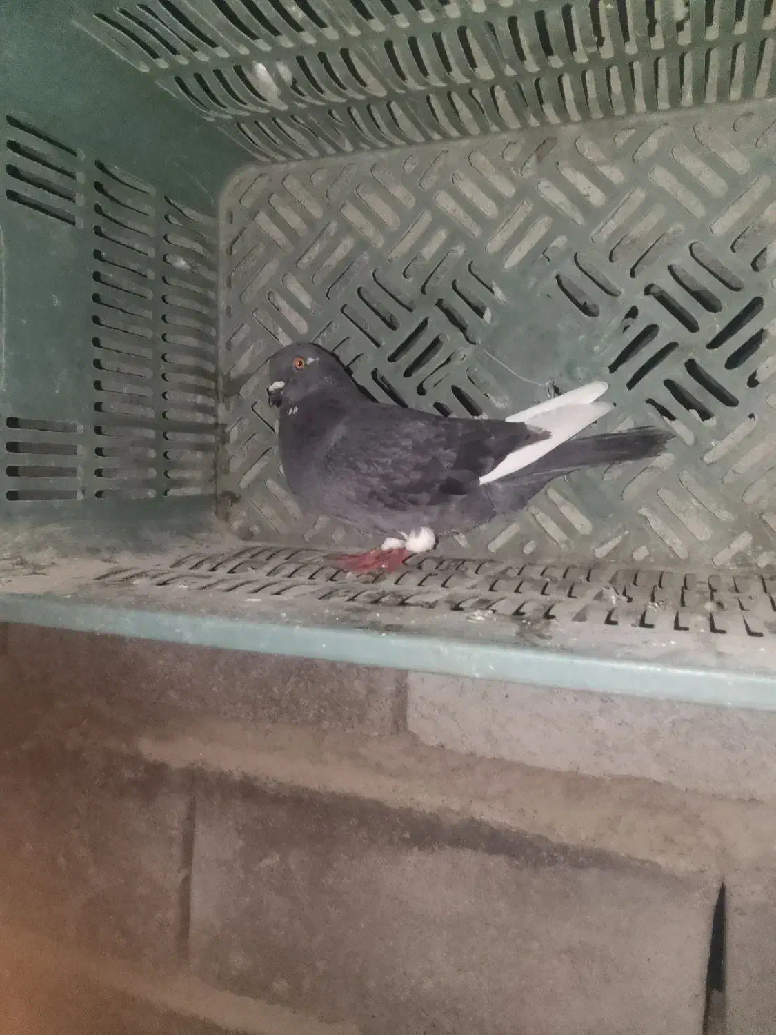 کفتر|پرنده|کهنوج, |دیوار