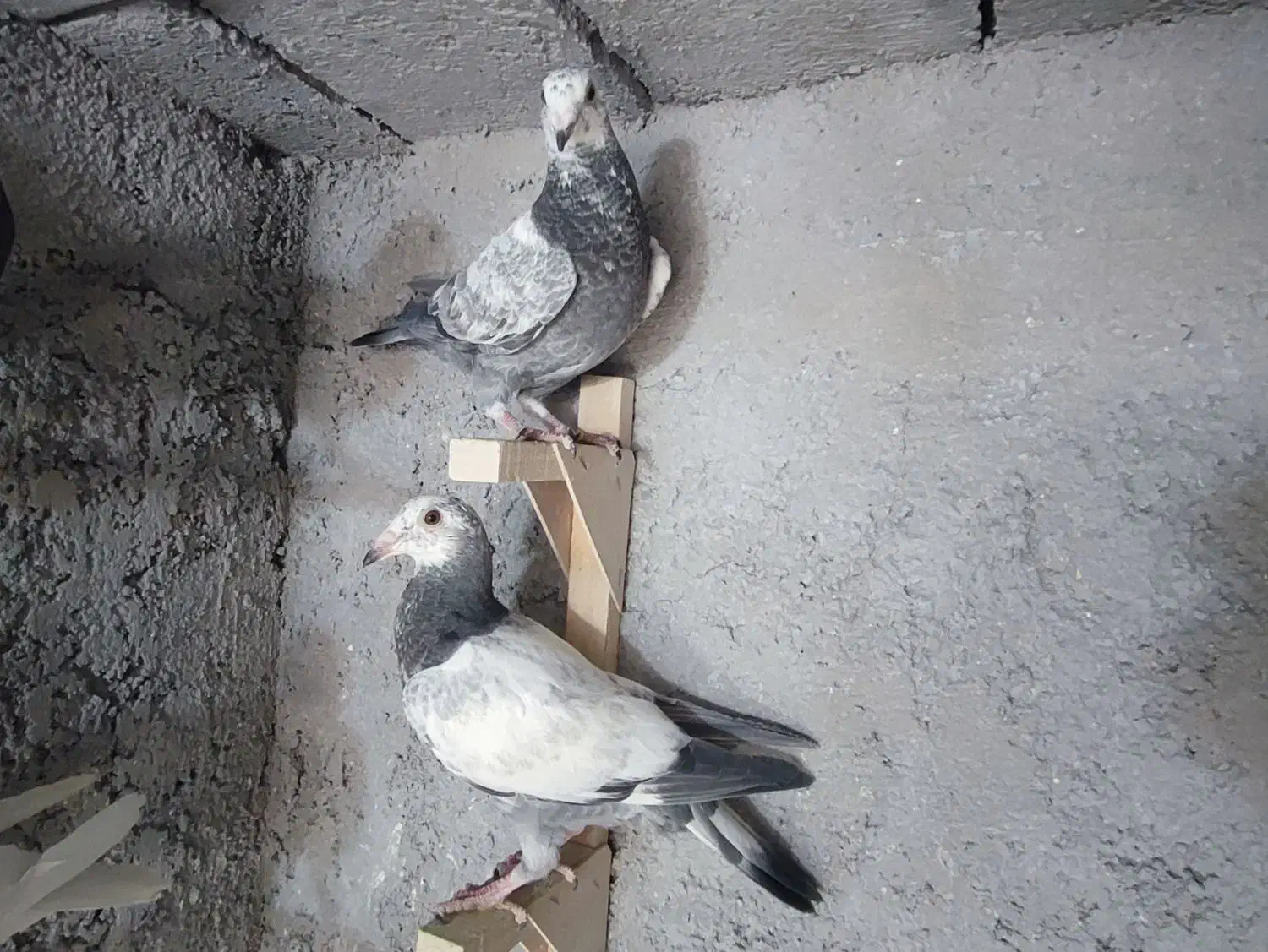 کفتر|پرنده|شیراز, شهرک قمشه|دیوار