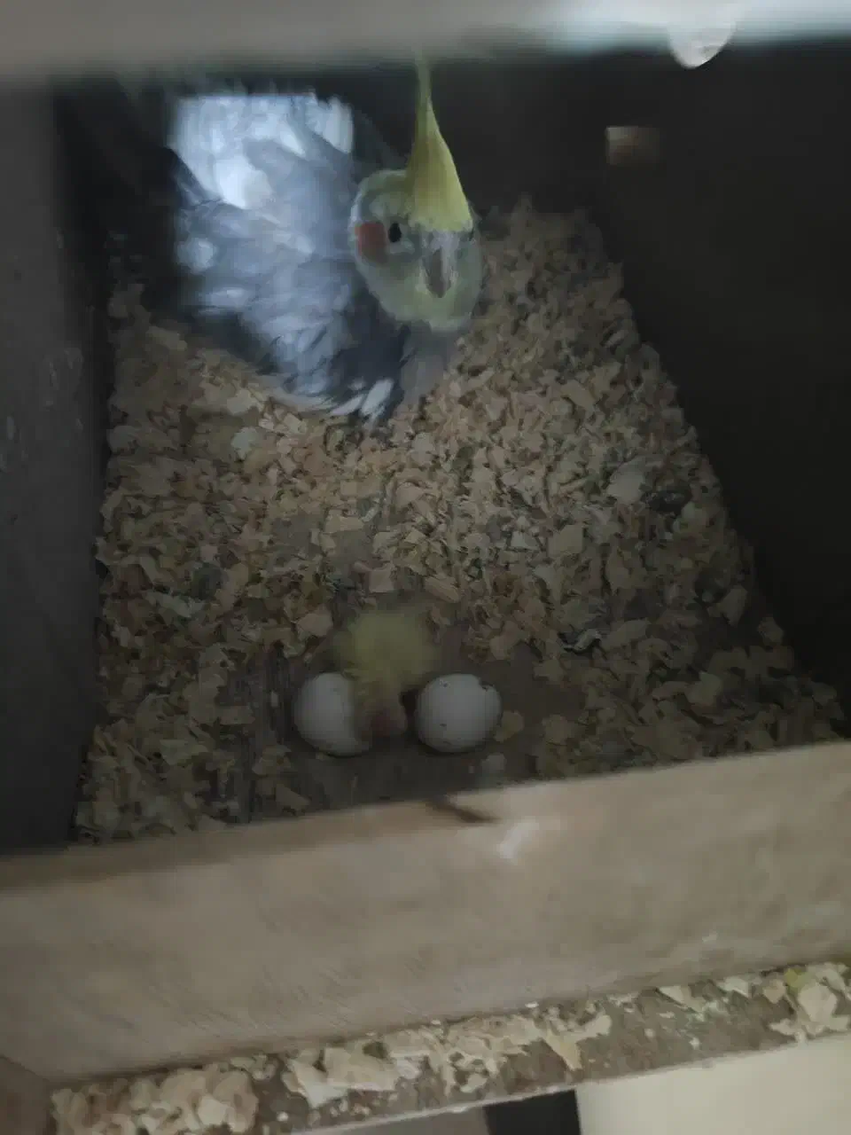 عروس هلندی مولد|پرنده|پاکدشت, پاکدشت (مامازند)|دیوار