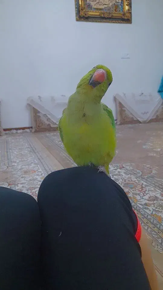 ملنگو ماده /ملنگو|پرنده|کوهبنان, |دیوار