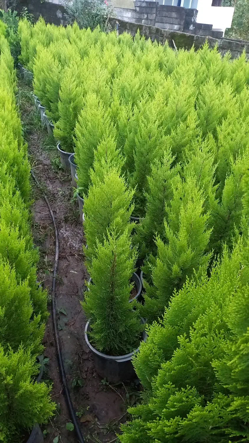 کاج لاوسون گلدان۳/۵و۱۲|گل و گیاه طبیعی|کلاچای, |دیوار