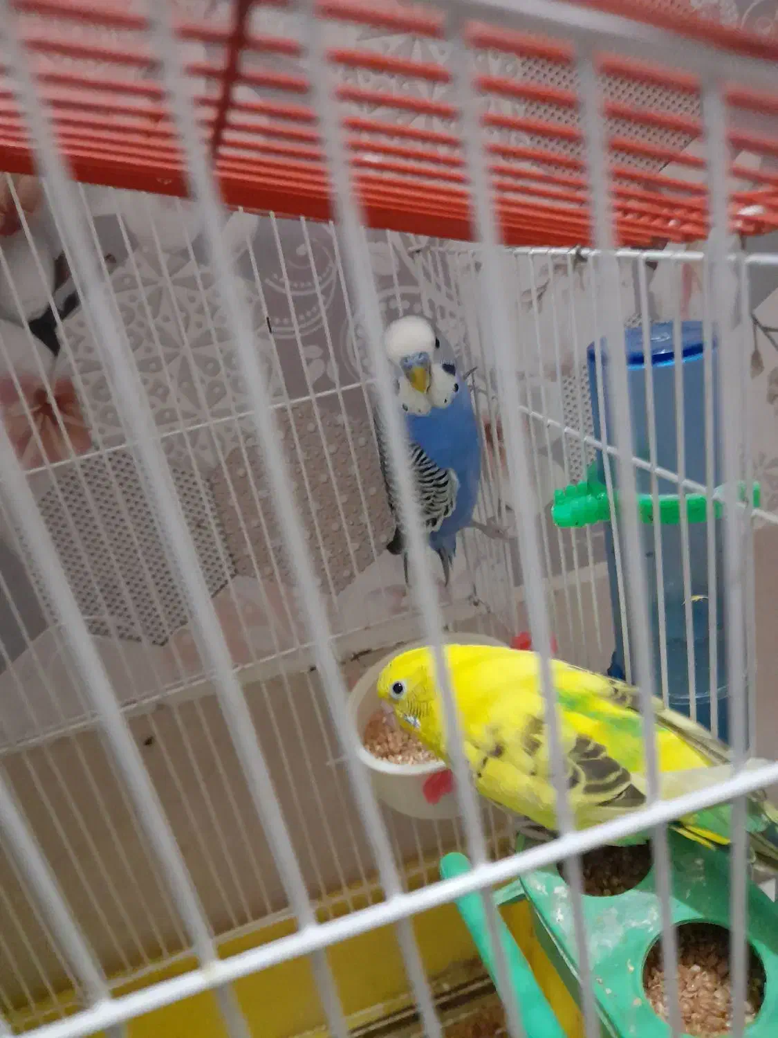 دوعددعروس‌هلندی|پرنده|محمدشهر, کوی بهار|دیوار