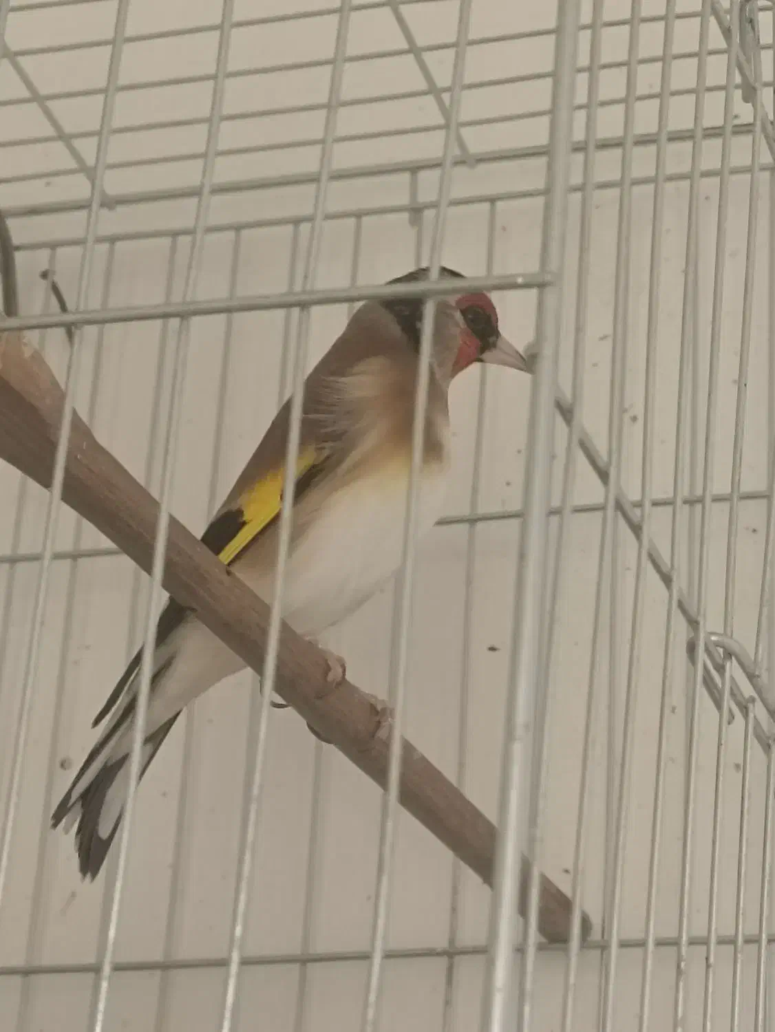 سهره قفسی|پرنده|شهرکرد, |دیوار