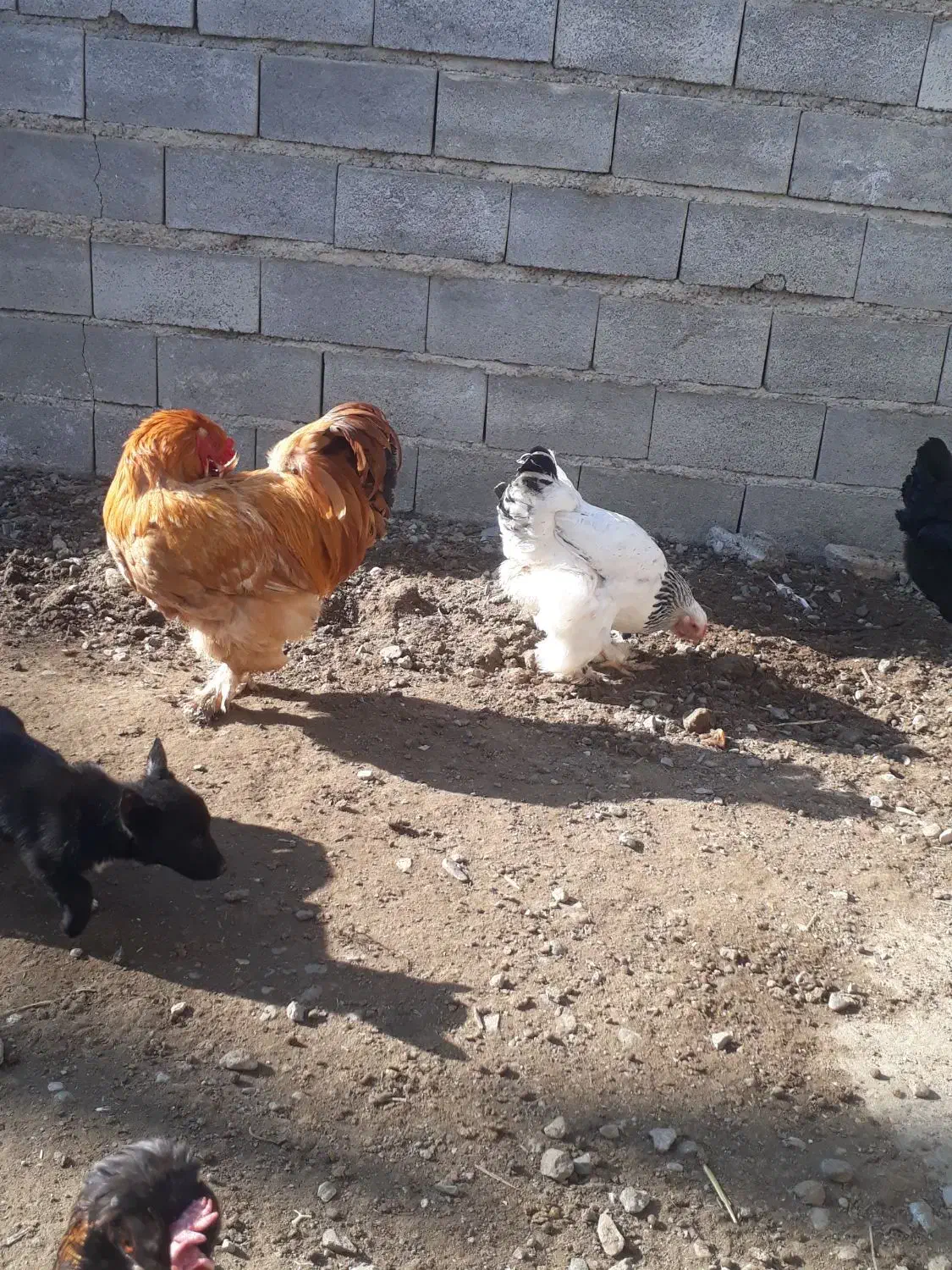 مرغ وخروس برهما|حیوانات مزرعه|گمیشان, |دیوار