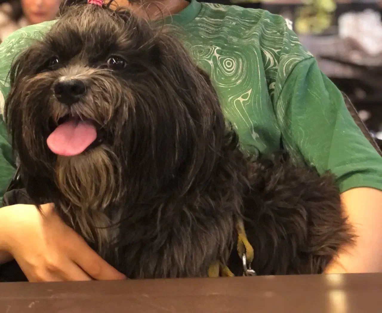 شینزو ترییر|سگ|کرج, گلستان|دیوار