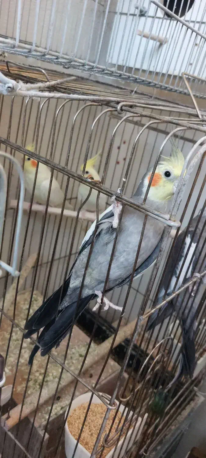 عروس هلندی مولد|پرنده|پیشوا, |دیوار