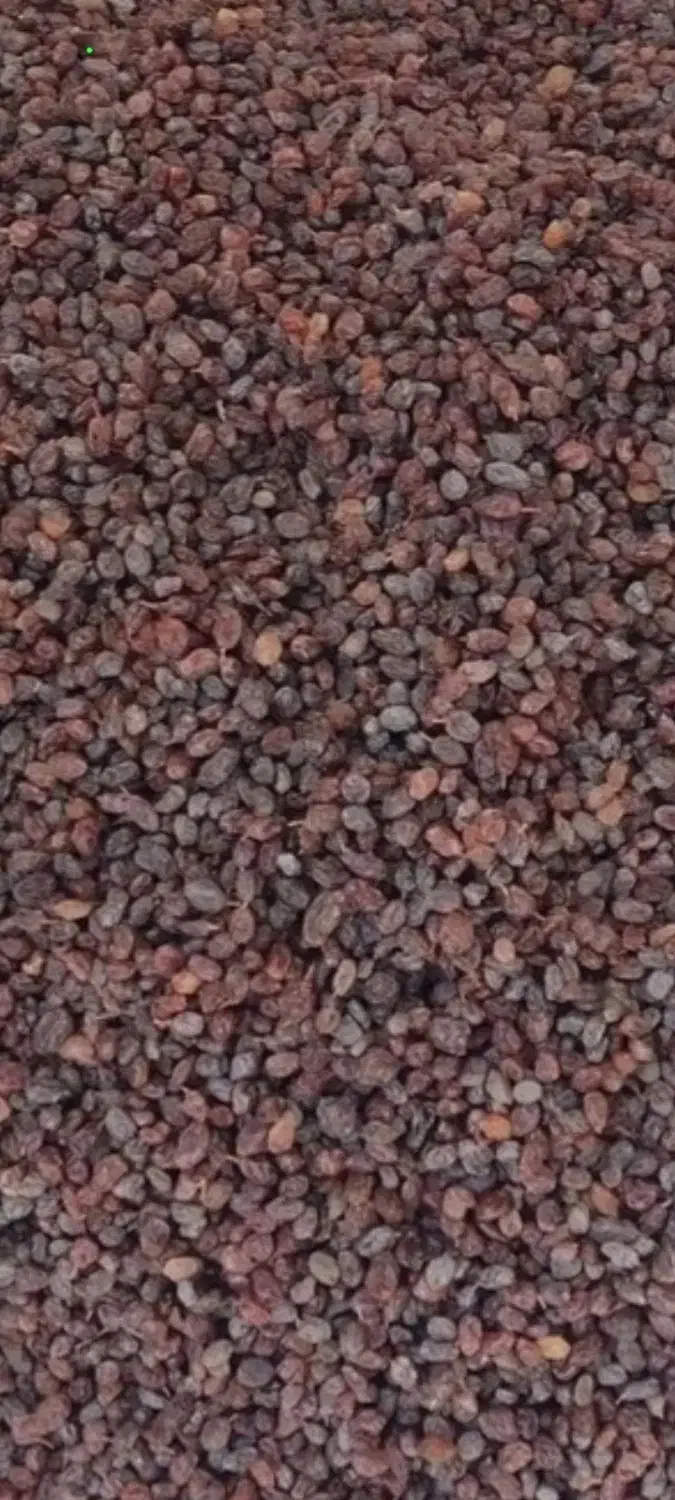 کشمش پلویی آفتاب خشک شده تبریز|خوردنی و آشامیدنی|ساری, |دیوار