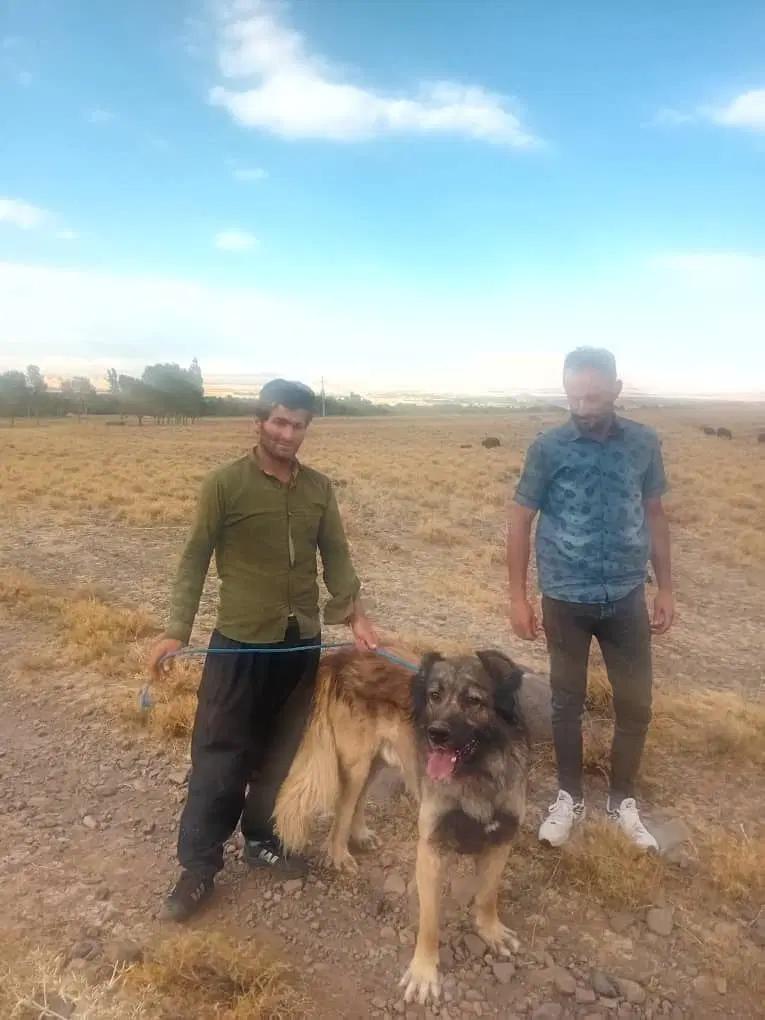 یع جفت سگ|سگ|سراب, |دیوار