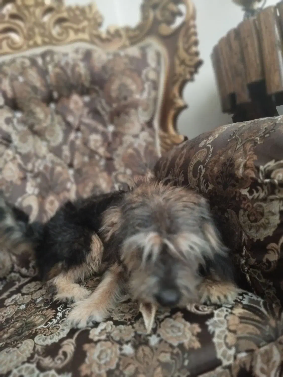 سگ خونگی|سگ|فردیس, شهرک ارم|دیوار