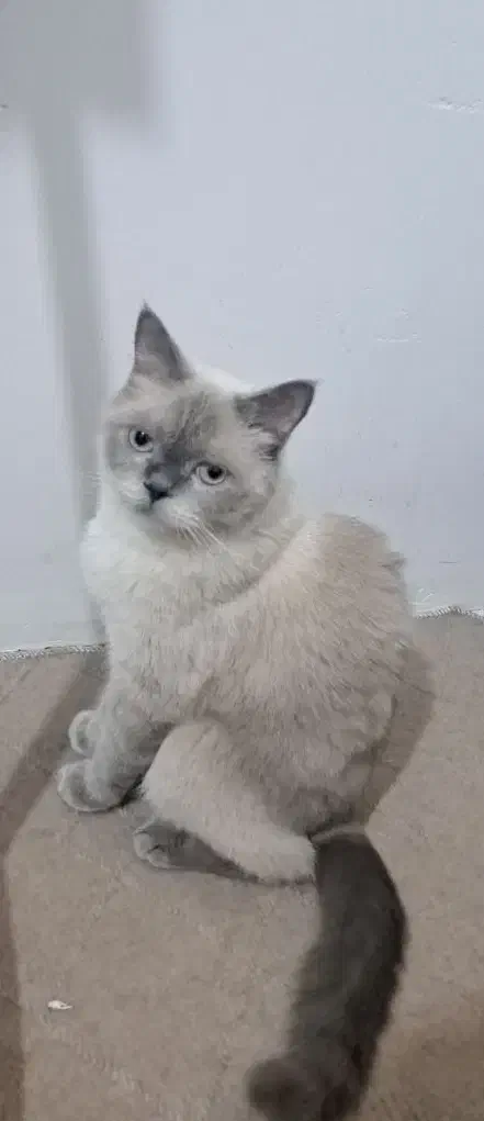 گربه اسکاتیش|گربه|کرمان, |دیوار