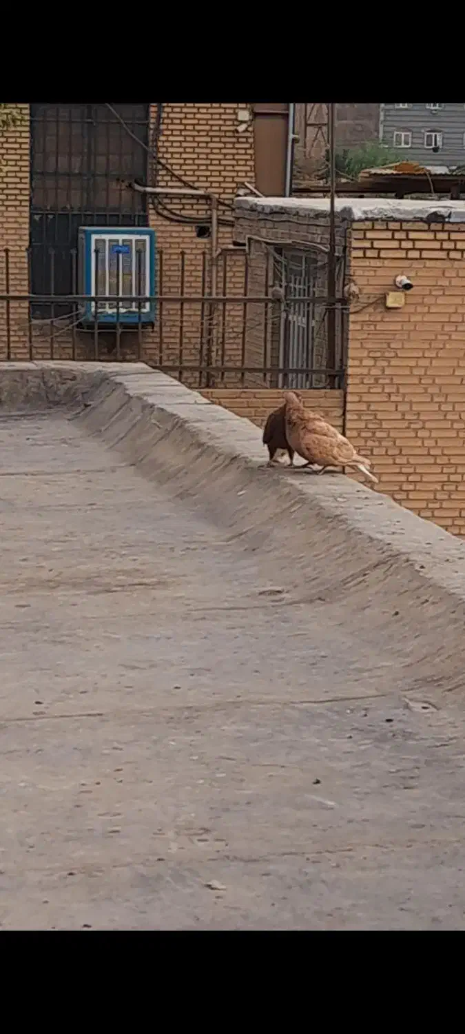 یجفت دم سفید زرد وسرخ خال مشکی|پرنده|پاکدشت, پاکدشت (مامازند)|دیوار