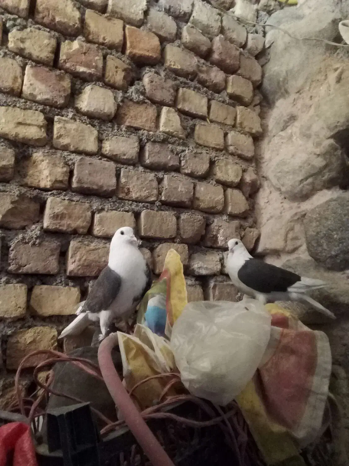 کفتر پشت  المانی|پرنده|قهستان, |دیوار