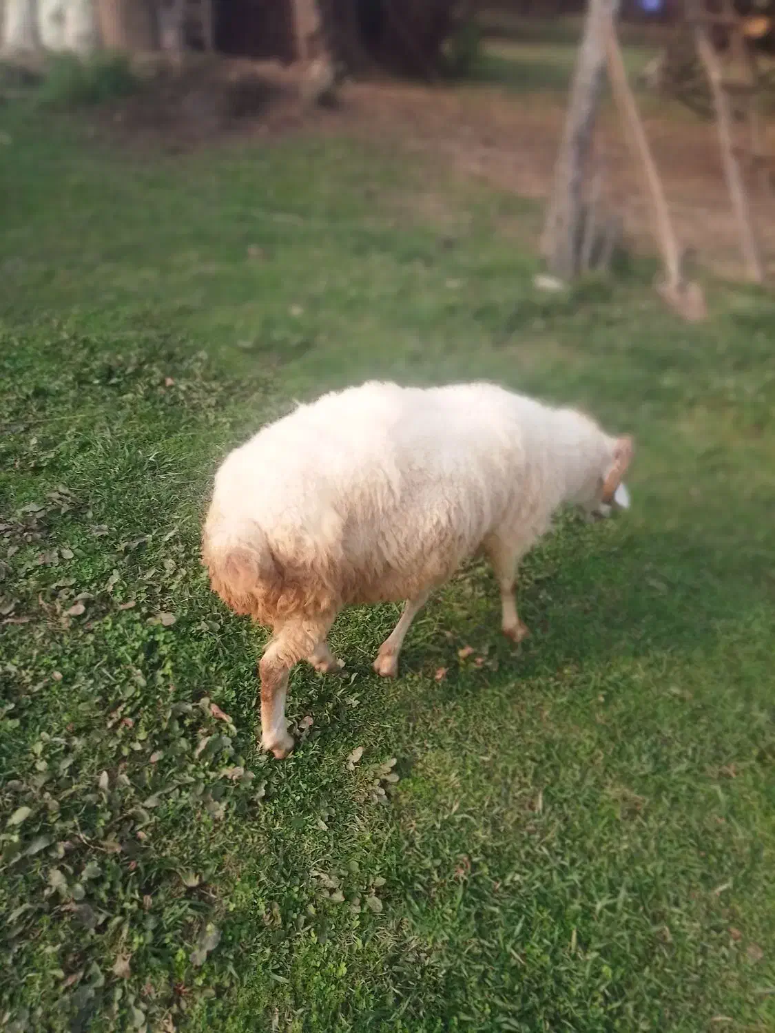 گوسفند نر محلی جنس تالشی|حیوانات مزرعه|فومن, |دیوار