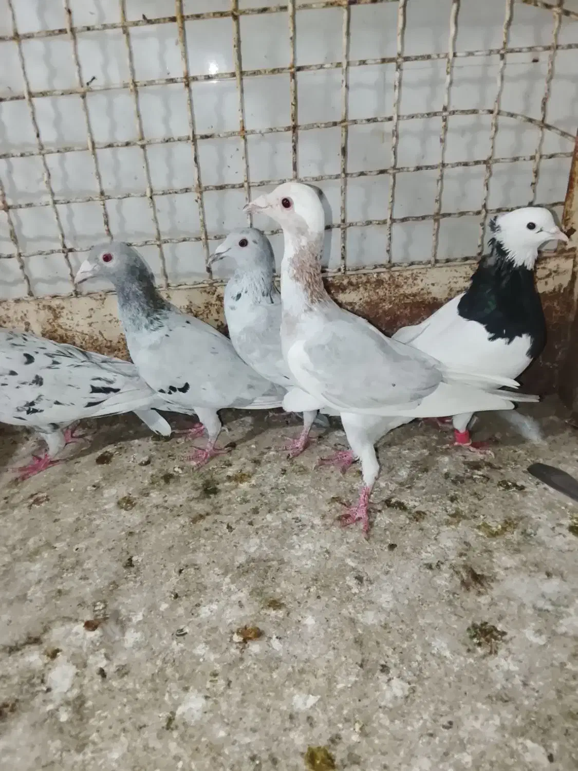 ادرس الوند|پرنده|الوند, |دیوار