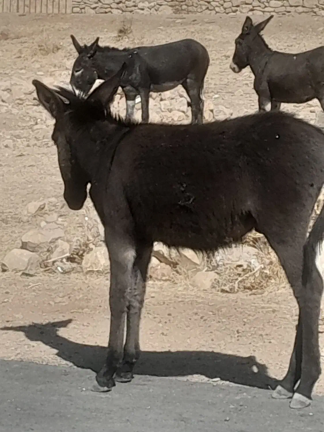 فروش ومعاوضه خربااسب|حیوانات مزرعه|ارژن, |دیوار