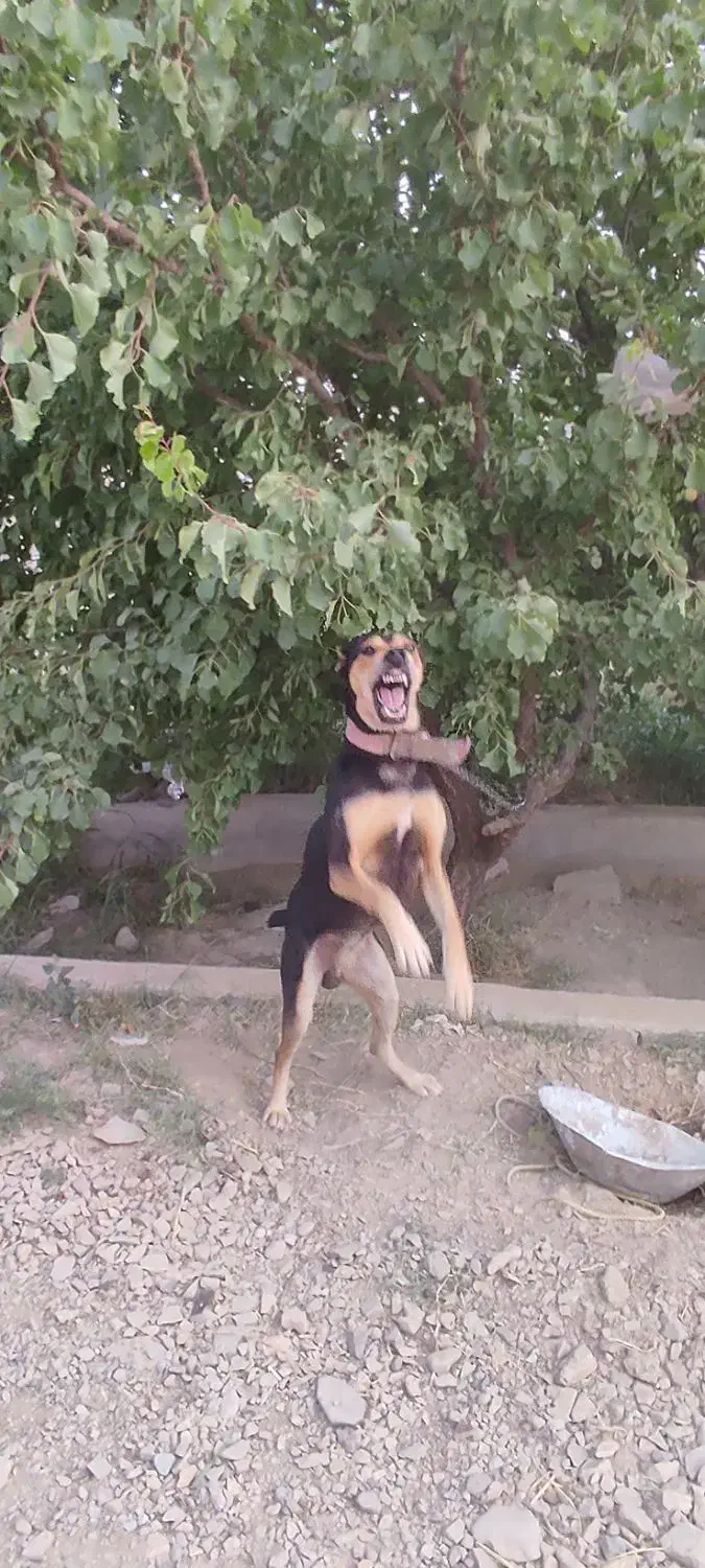 سگ نگهبان|سگ|باغستان, |دیوار