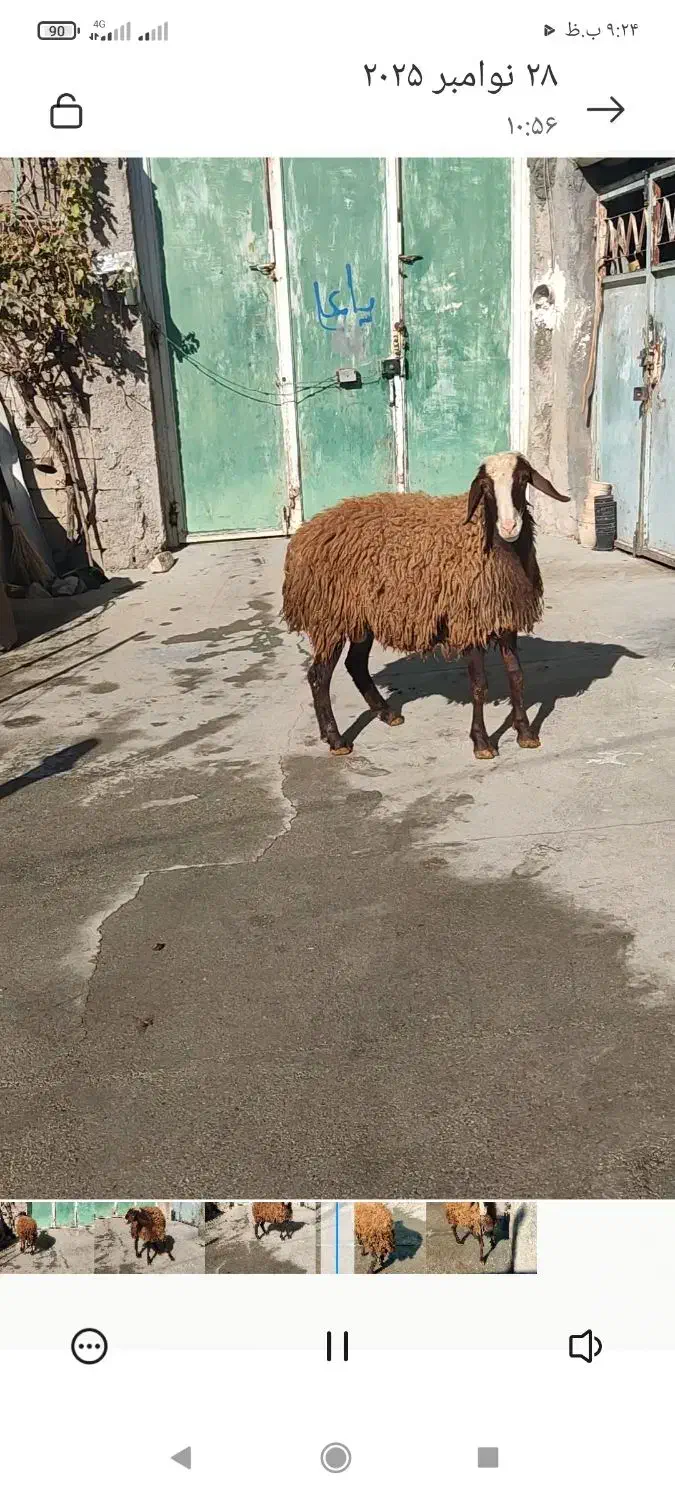 شیشک قوچ همو درجه یک|حیوانات مزرعه|هرسین, |دیوار