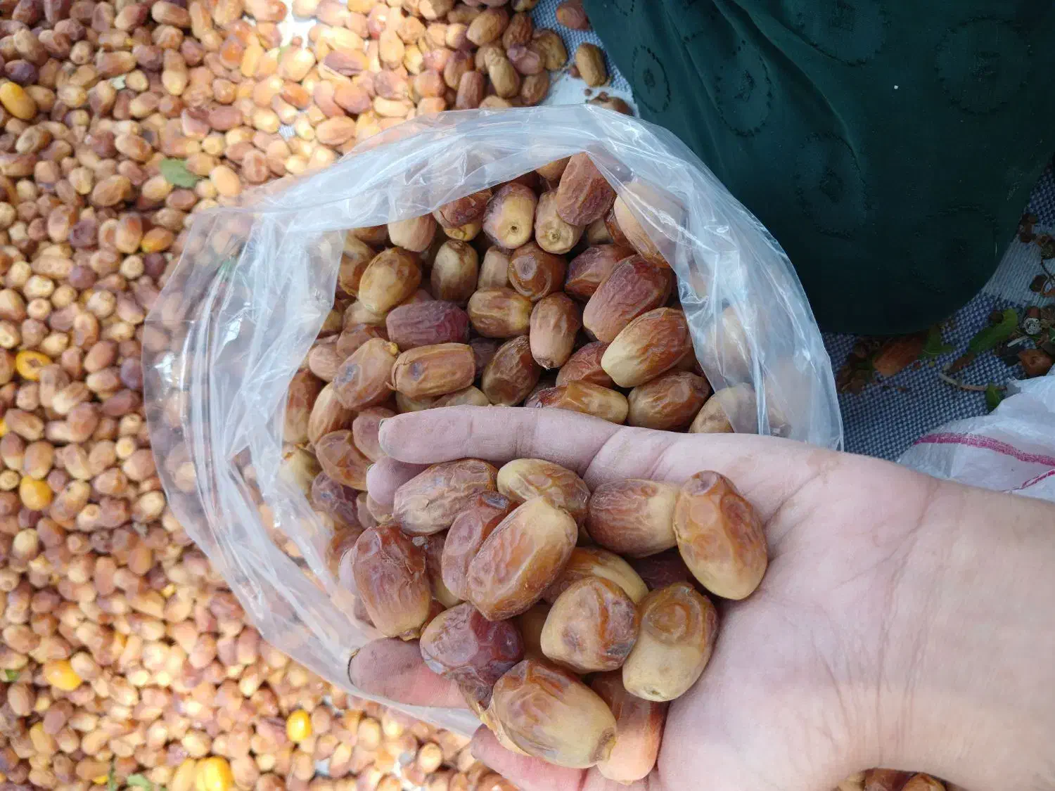 فروش خرمای عمده قصرشیرین|عمدهفروشی|قصرشیرین, |دیوار