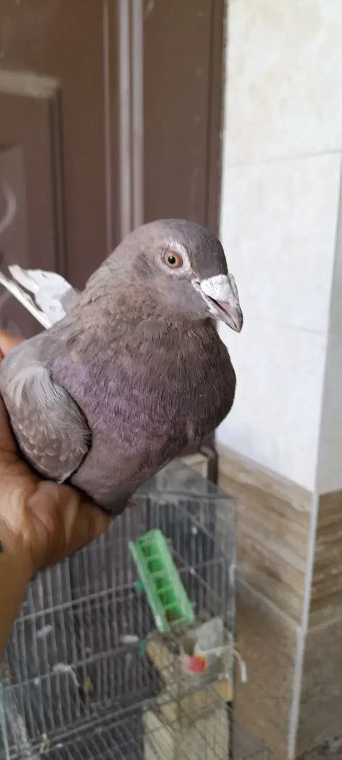 ماده دورگ قهوه ای|پرنده|مبارکه, |دیوار