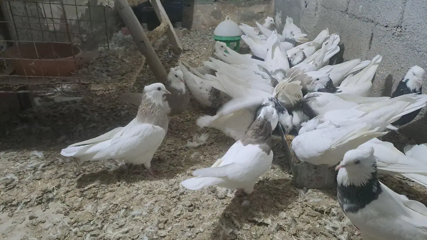 کبوتر طوقی در رنگ و خال های مختلف|پرنده|قروه, |دیوار