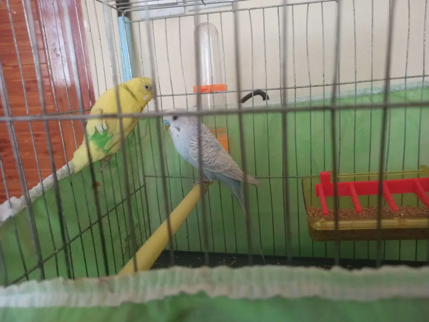 مرغ عشق و طوطی برزیلی|پرنده|کرمانشاه, |دیوار