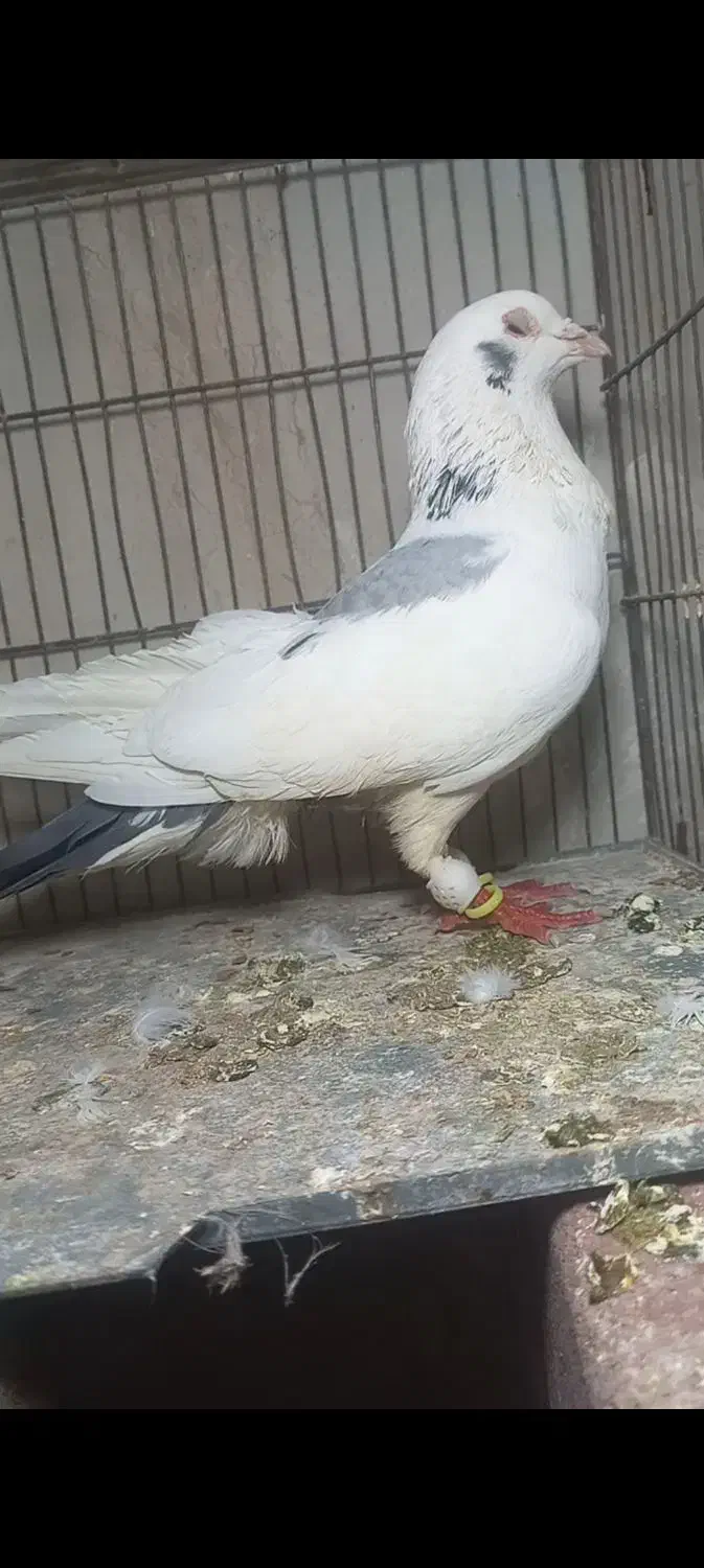 نر ابلغ سبز صید|پرنده|گلبهار, شهر جدید گلبهار|دیوار