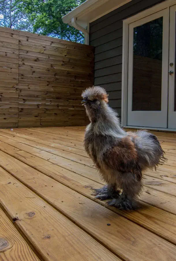 خروس ابریشمی|حیوانات مزرعه|مشهد, سیلو|دیوار