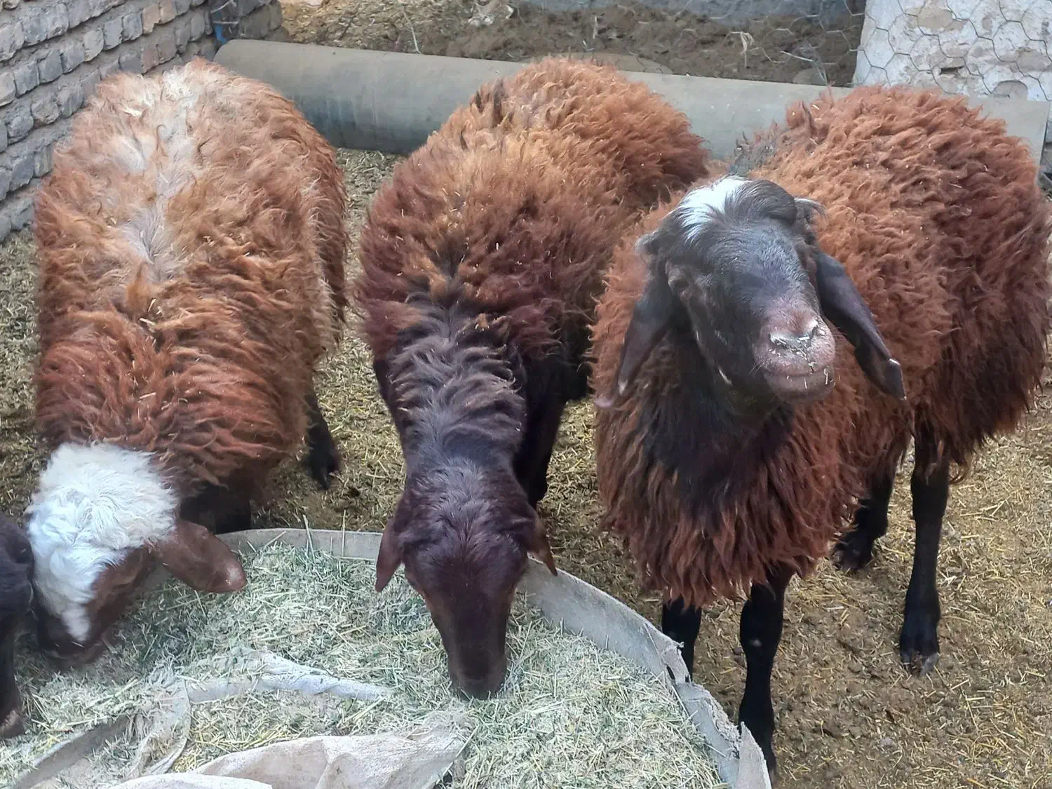 بره چاق پروار شده|حیوانات مزرعه|سمنان, |دیوار