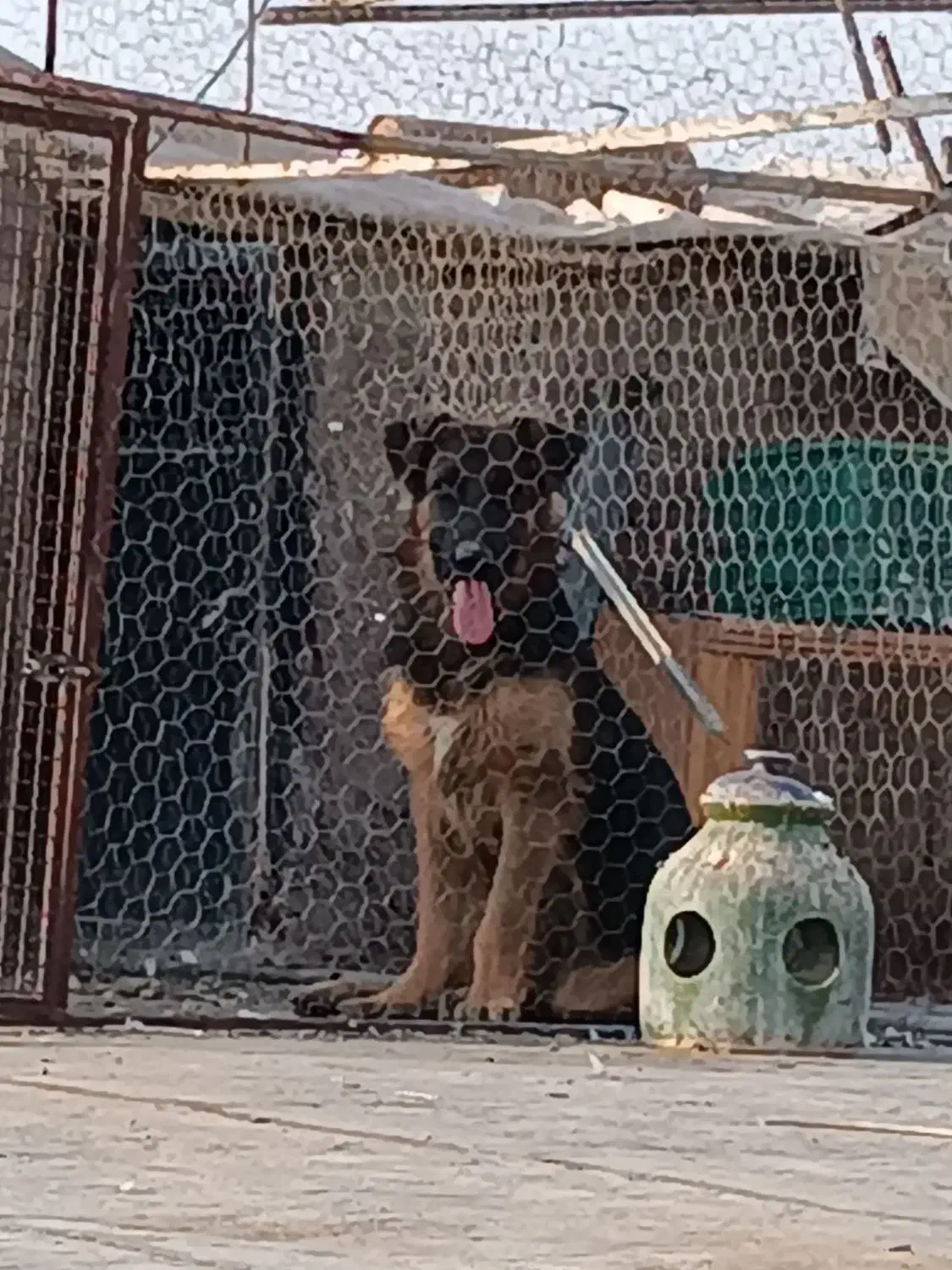 سگ ژرمن|سگ|بوئین زهرا, |دیوار