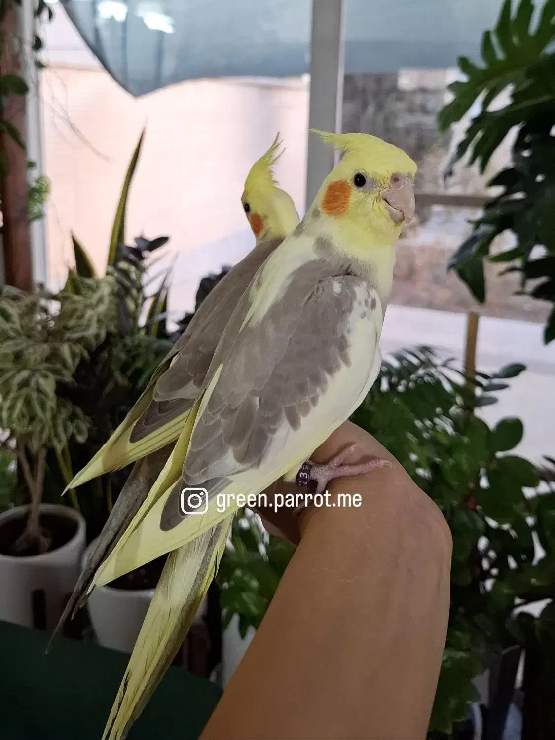 عروس هلندی|پرنده|شاهینشهر, شهرک ردانی پور|دیوار