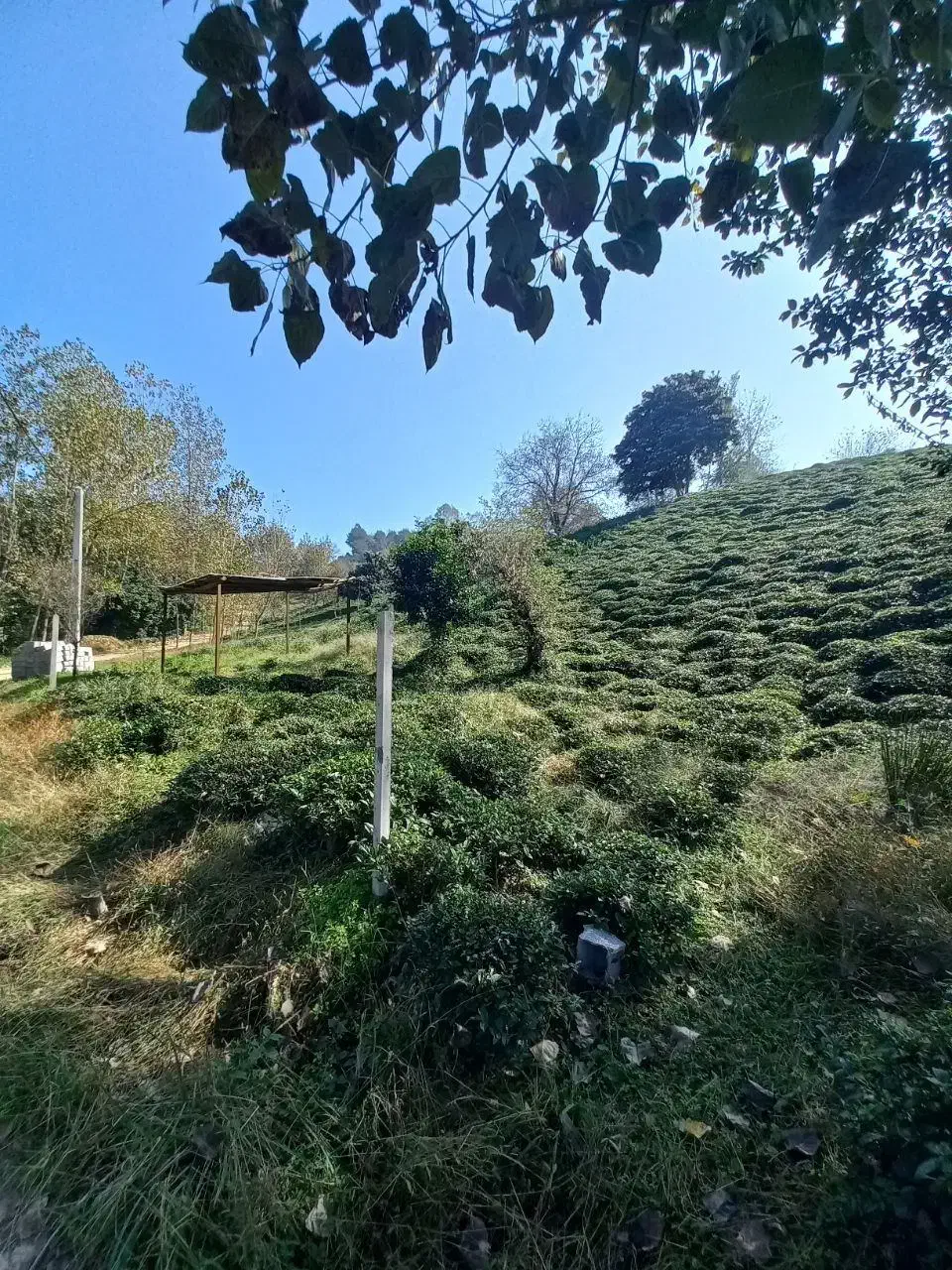 ۱۴۰۰متر چلک لاهیجان یاس ۱۱ قابل معاوضه با واحد|فروش زمین و ملک کلنگی|لاهیجان, شیشه گران|دیوار