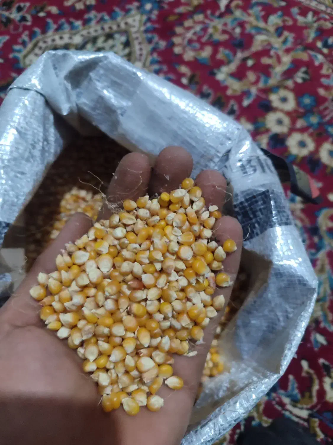 ذرت پفیلا|فروشگاه و مغازه|دوزین, |دیوار