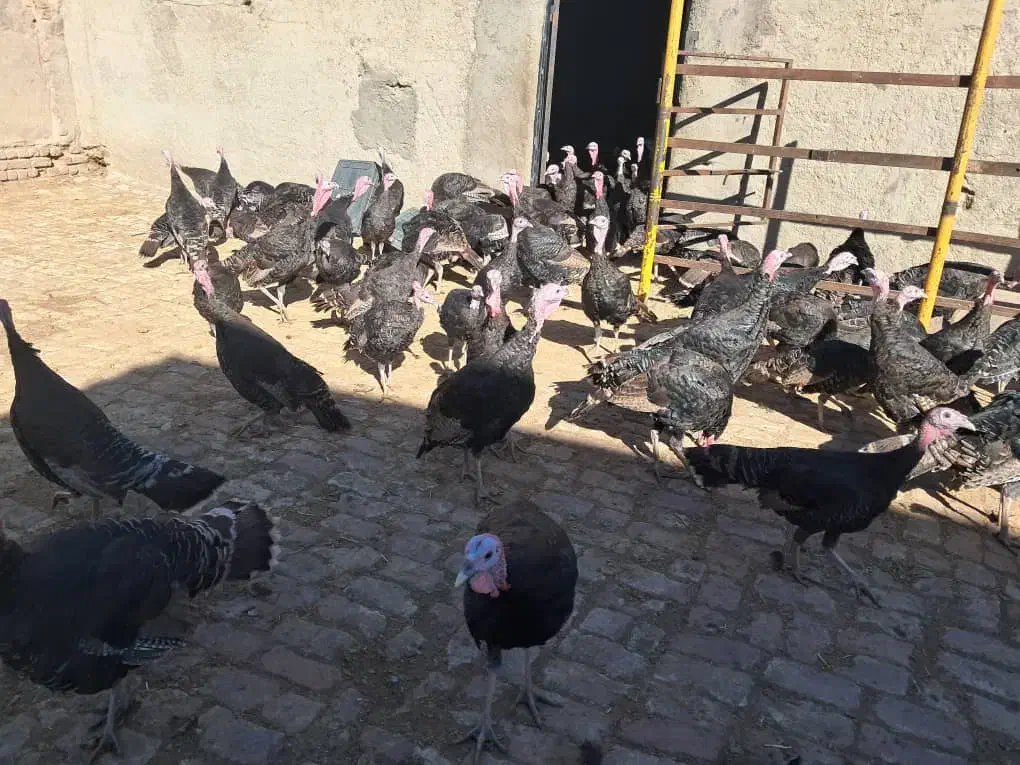 بوقلمون برنز پرواری|حیوانات مزرعه|کرج, محمد آباد|دیوار