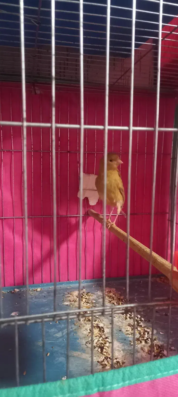 قناری|پرنده|رزن, |دیوار