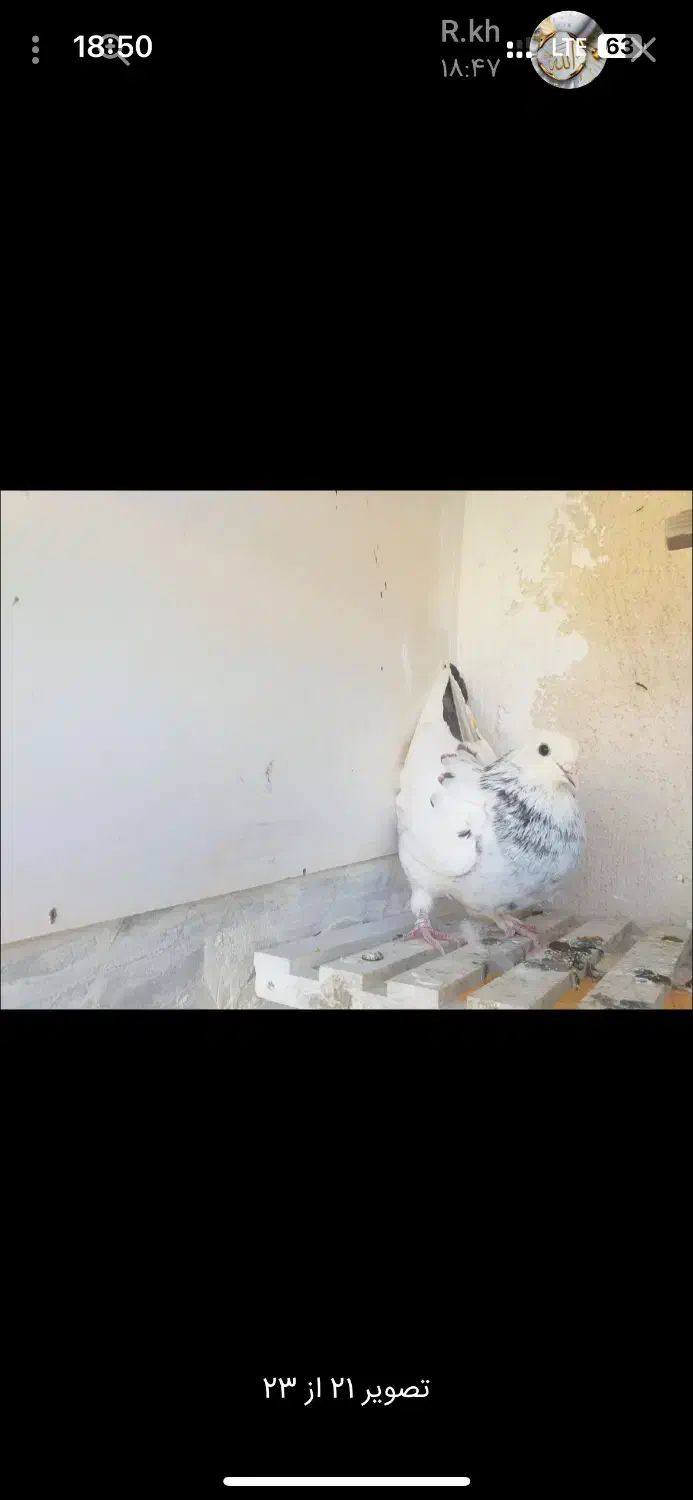 کفتر تو دمدار پس گردنی و شهرستانی|پرنده|شهریار, شهریار|دیوار