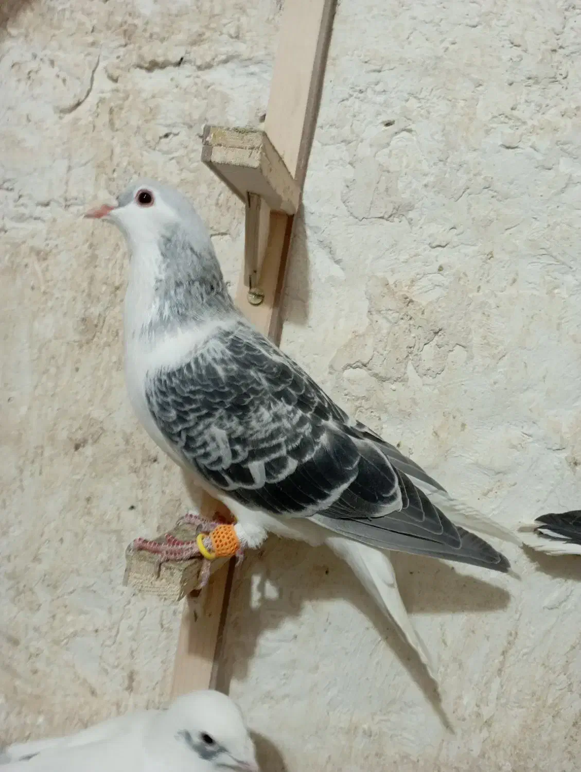 ساده سبز|پرنده|شیروان (خراسان), |دیوار