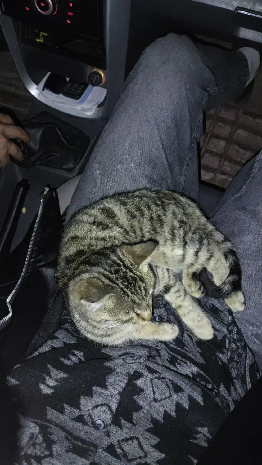 بچه گربه حمایتی|گربه|پیرانشهر, |دیوار