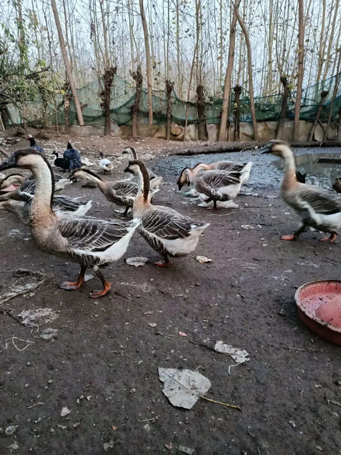 فروش غاز بوقلمون محلی|حیوانات مزرعه|آستانه اشرفیه, |دیوار