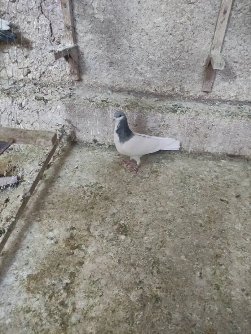 شهری سبز|پرنده|شیراز, تندگویان|دیوار