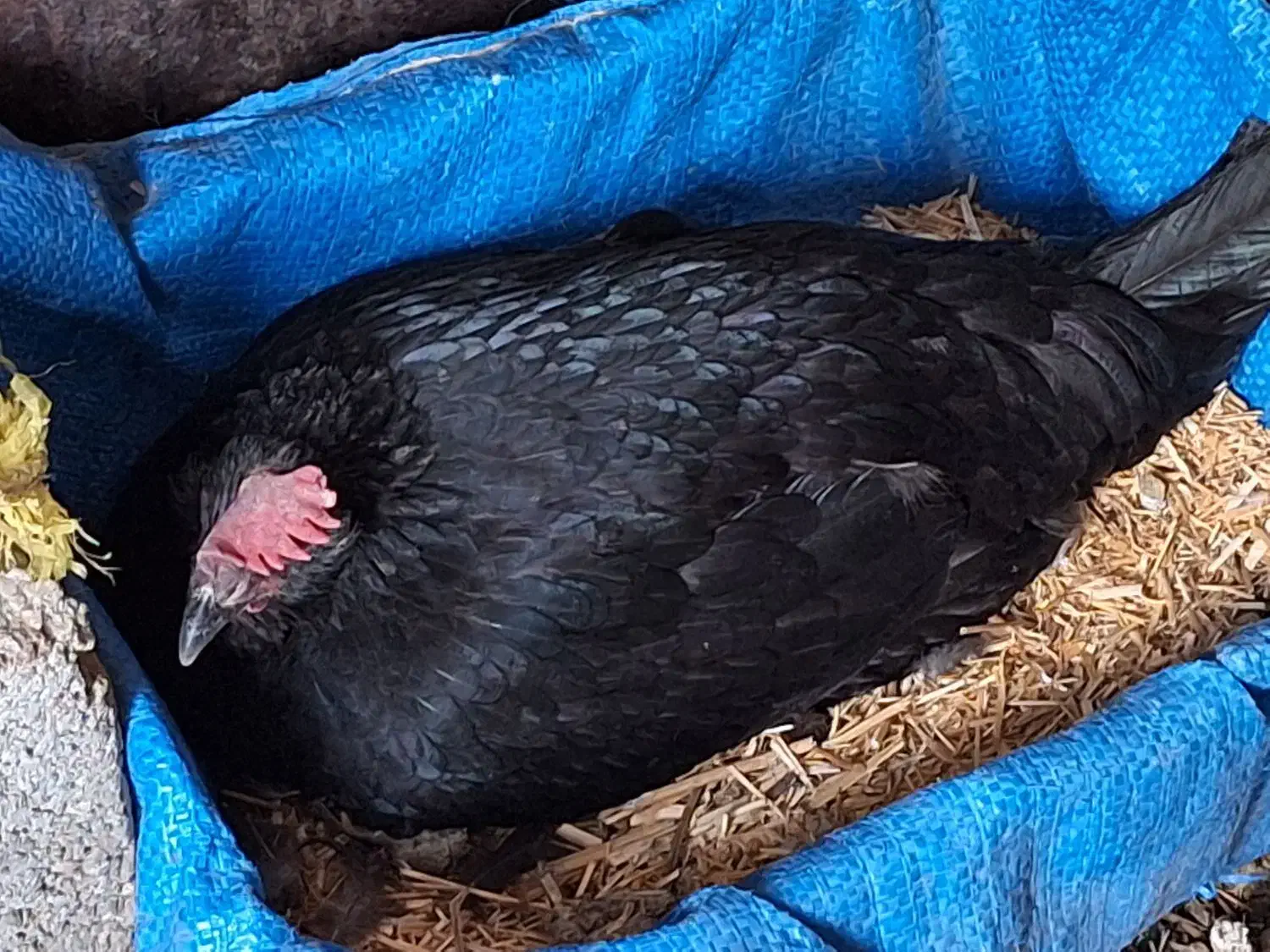 فروش مرغ کرک|حیوانات مزرعه|خورموج, |دیوار