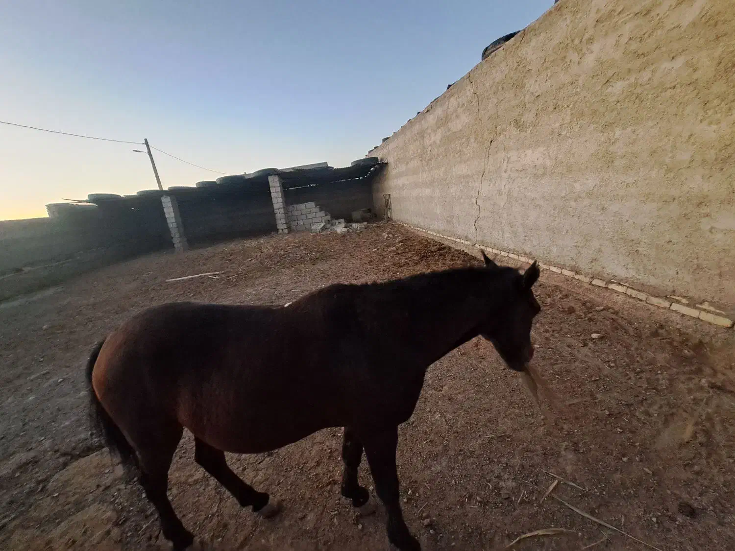 اسب|اسب و تجهیزات اسب‌سواری|نیمروز, |دیوار