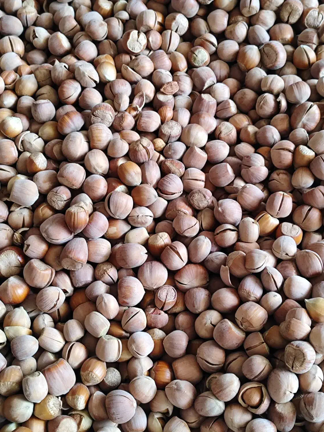 فندق و بادام|خوردنی و آشامیدنی|قائم‌شهر, |دیوار