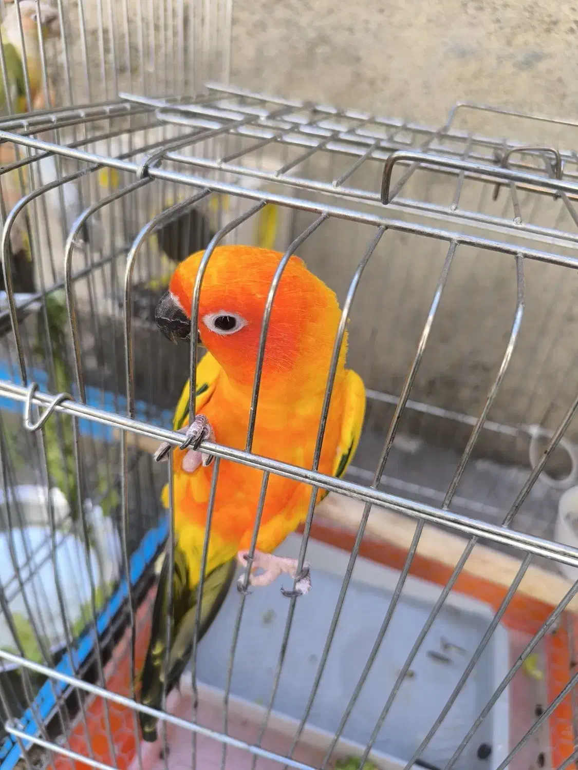 12جفت طوطی گرینجک ردفاکتوری|پرنده|بوکان, |دیوار