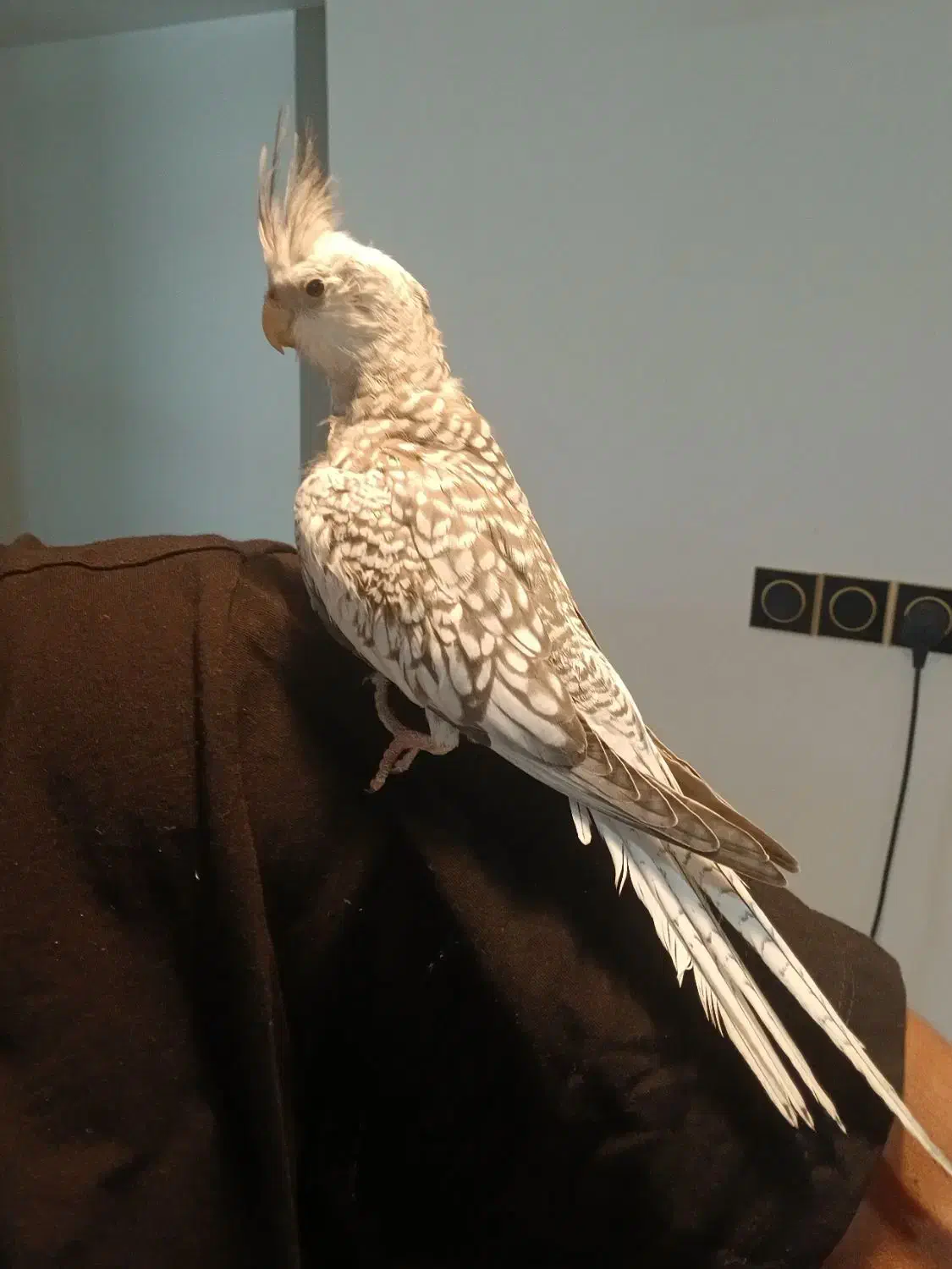 پرنده|پرنده|ارزوئیه, |دیوار