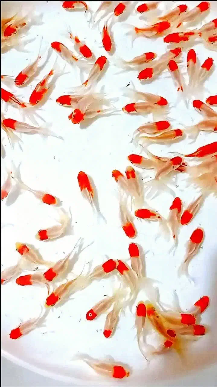 ماهی قرمز|ماهی|قم, لسانی|دیوار