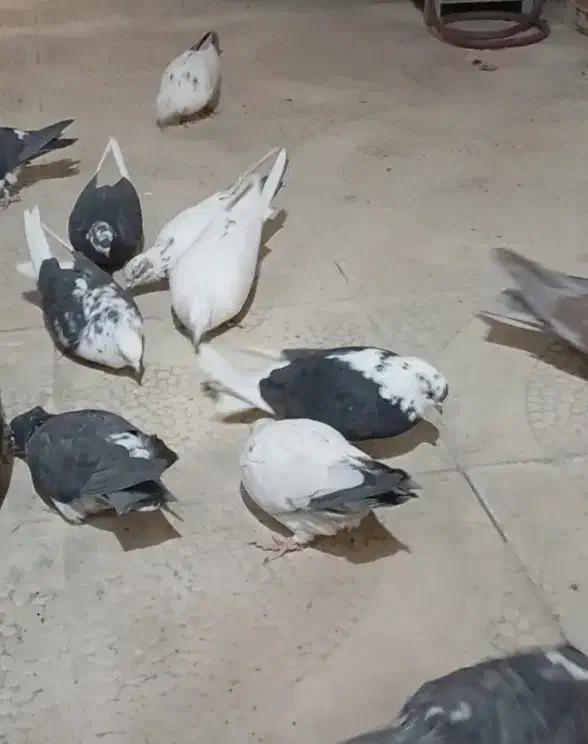 کفتر|حیوانات|نجفآباد, یزدانشهر|دیوار